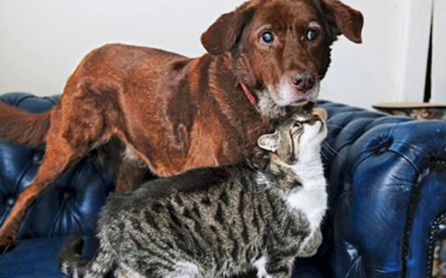 Không chỉ trông nhà hay bắt chuột, những boss này có khả năng hơn thế nhiều! ảnh 5