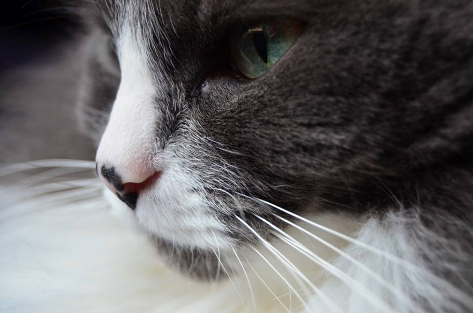 Đây chắc hẳn là 