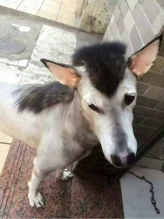 Chú chó được chủ nhân cạo lông theo style… ngựa.