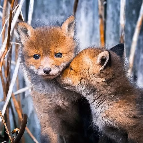 Những chú cáo con này nhận ra sự có mặt của Ossi nhưng không hề sợ hãi.