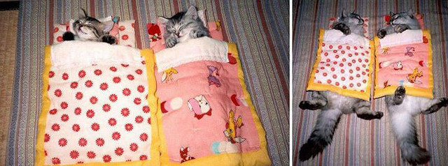 Chăn nhỏ quá, đắp sao cho vừa.