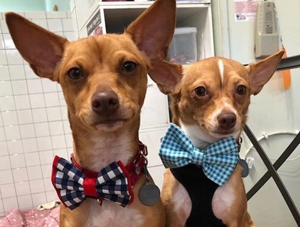 Những chú chó đeo nơ do Darius may, xinh thế này nên dễ có người nhận nuôi hơn đó!