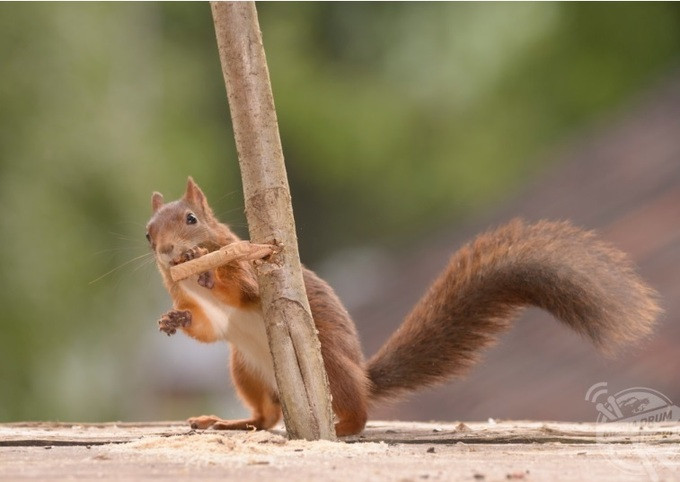 Một số người vẫn không thể tin rằng đây là những bức ảnh được chụp thật. Trong khi số khác cho rằng, những bức ảnh của con sóc chỉ đẹp khi nó được chụp trong rừng hoặc nơi nó đang sống.