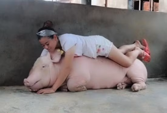 Tiêu Phương rất yêu quý và thích đũa giỡn với lợn.