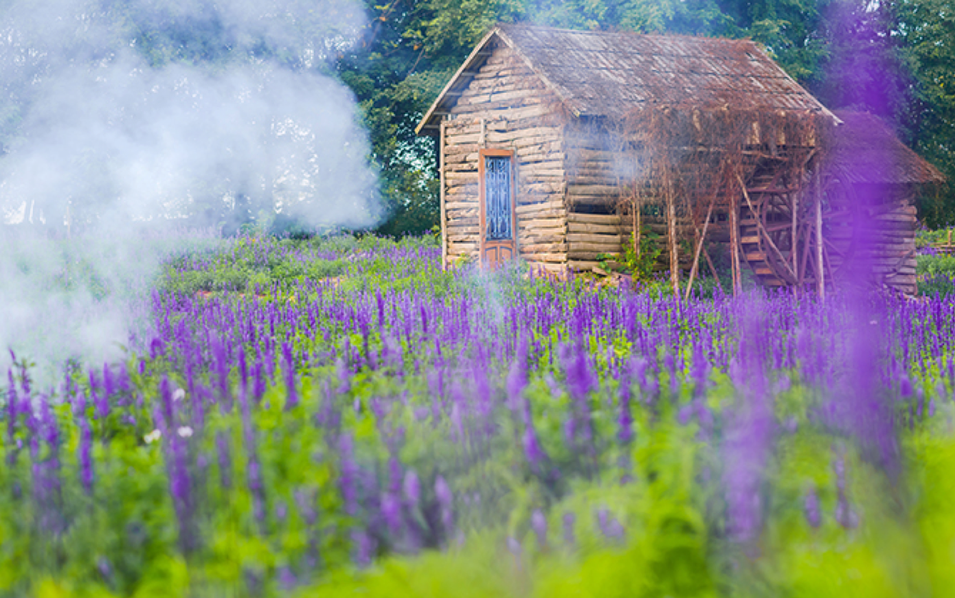 Cánh đồng hoa được trang trí rất ấn tượng, với những ngồi nhà bằng gỗ.