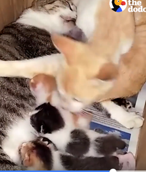 Khéo thế này cơ mà.