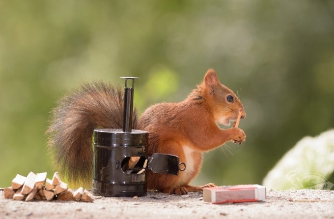 Con sóc "bật diêm" để nhóm bếp rất tài tình.