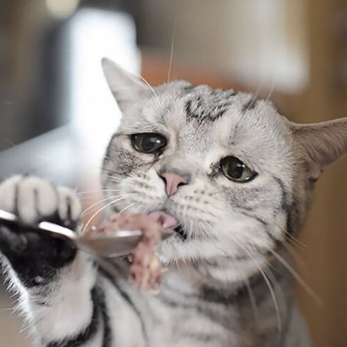 Gương mặt khi đòi ăn của Luhu đáng yêu đến nỗi bất cứ ai cũng cảm thấy khó khăn khi chối từ.