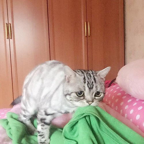 Khuôn mặt nũng nịu của chú mèo “buồn nhất thế gian” khi gọi “mẹ” dậy cho ăn.