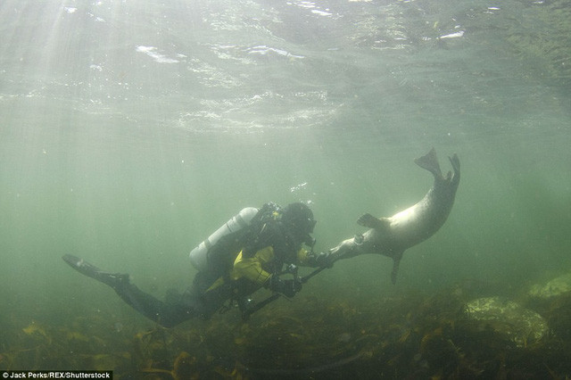 Hải cẩu thích thú với các thiết bị ghi hình dưới nước.