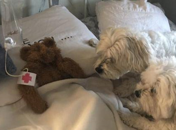 Bức ảnh bác Terry gửi cho chị Michaella: hai chú chó đang chăm chú quan sát bệnh nhân gấu bông.