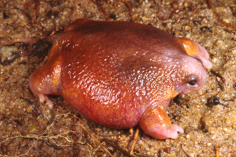 Những con vật có thật trên đời mà cứ ngỡ bước ra từ truyện kỳ ảo ảnh 4