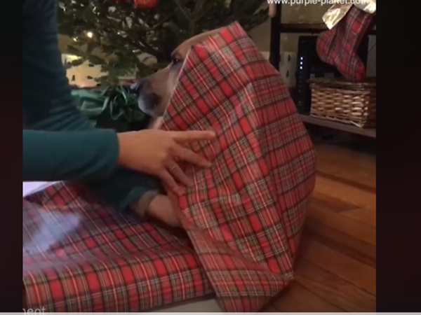 Sen quấn tôi bằng giấy gói quà, dính một loạt băng dính nè.