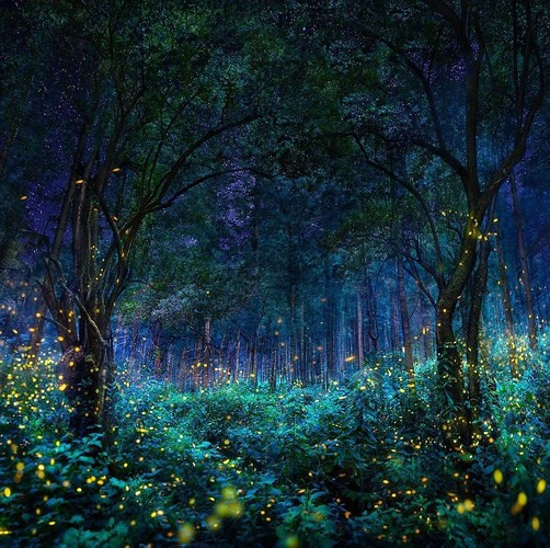 Khu bảo tồn Firefly ở Nanacamilpa, Tlaxcala, Mexico