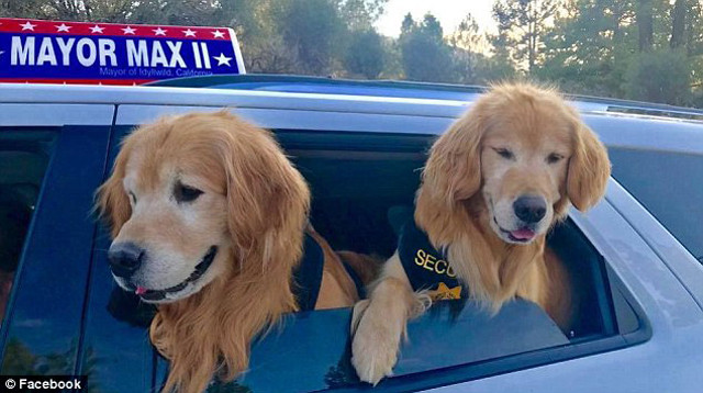 Hai phó Thị trưởng Mikey và Mitzi.