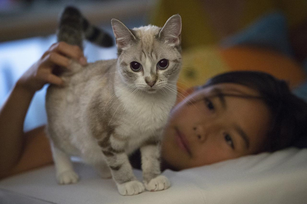 Khái niệm "smoke cat" chỉ những người nghiện thú cưng ngày càng phổ biến trong giới trẻ Trung Quốc. Ảnh: Reuters.