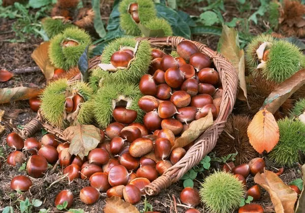 Tháng 11 sẽ đáng nhớ hơn rất nhiều với những món đặc sản không thể bỏ qua ảnh 3