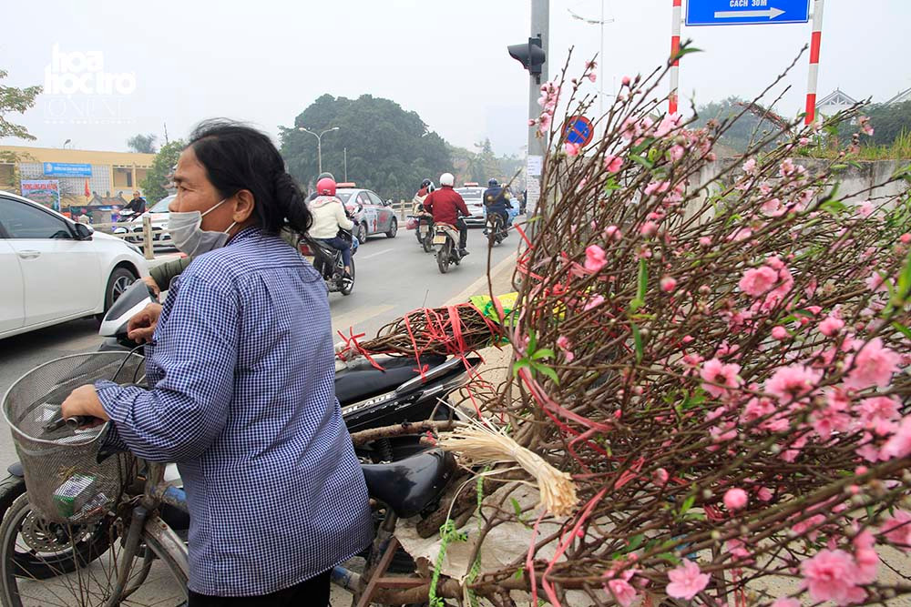 Đào rời vườn lên phố bằng đủ các loại phương tiện, kể cả xe đạp.