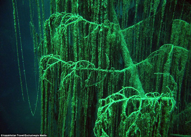 Hệ thực vật phong phú bám xung quanh những tán cây vân sam ở dưới nước.