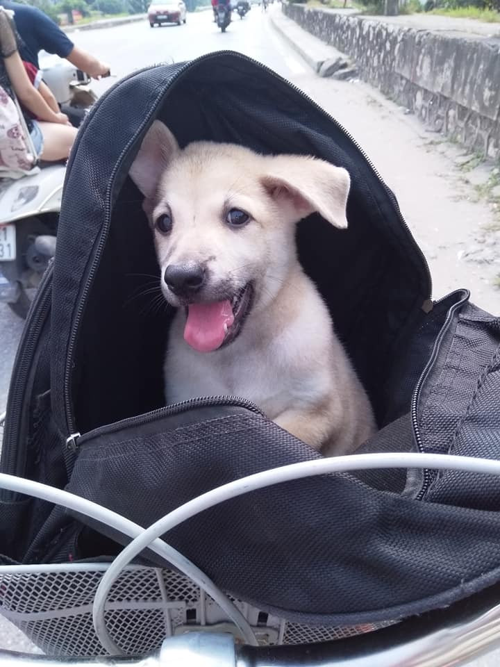 Ban đầu chú chó còn chăm chú nhìn chủ của nhân…