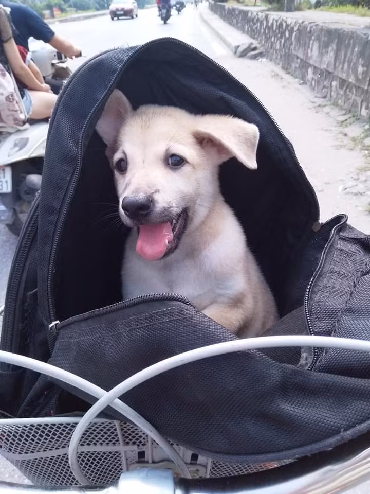 Ban đầu chú chó còn chăm chú nhìn chủ của nhân…