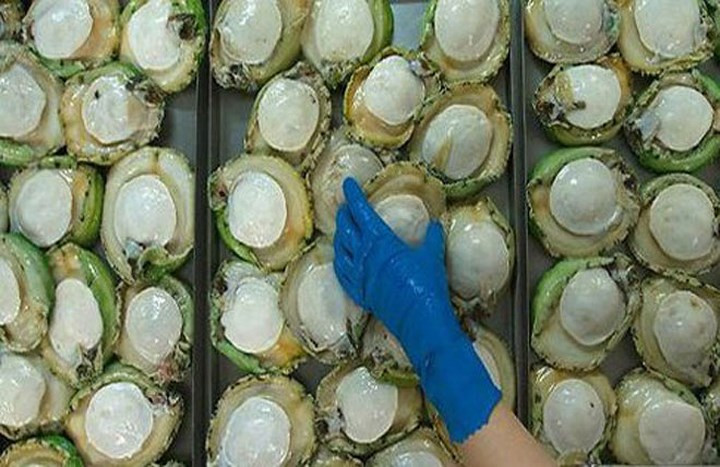 Tùy vào đó, giá bán của bào ngư sẽ được định đoạt từ 4-7 triệu đồng/kg. (Ảnh: Vietnamnet).