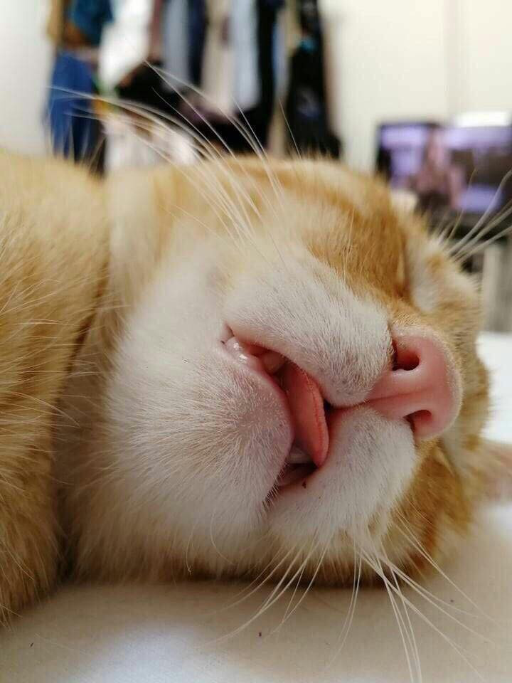 Thậm chí khi bị say giấc với tướng ngủ 