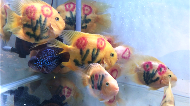 Những con cá hồng két có “hình xăm” độc đáo. Ảnh: Đại Việt.