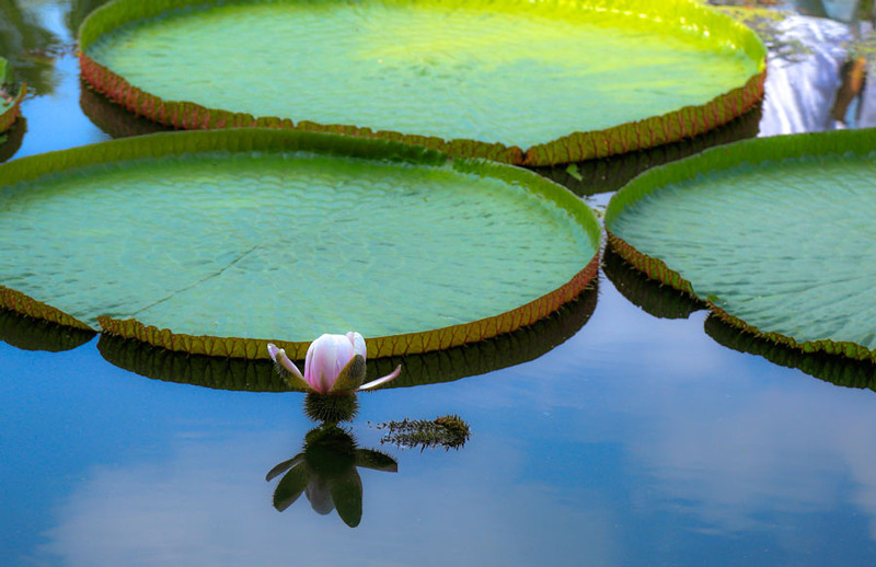 Bắc cầu xuống lá sen. (Ảnh: Thanh Tuyết)