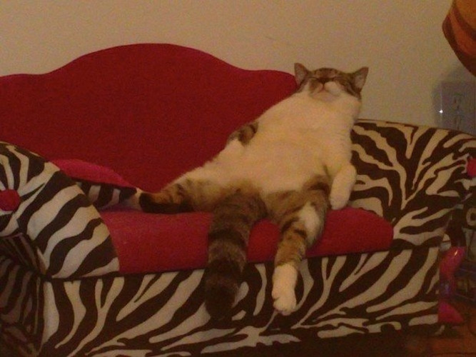 Một dáng ngủ vô cùng thư thái và độc đáo.