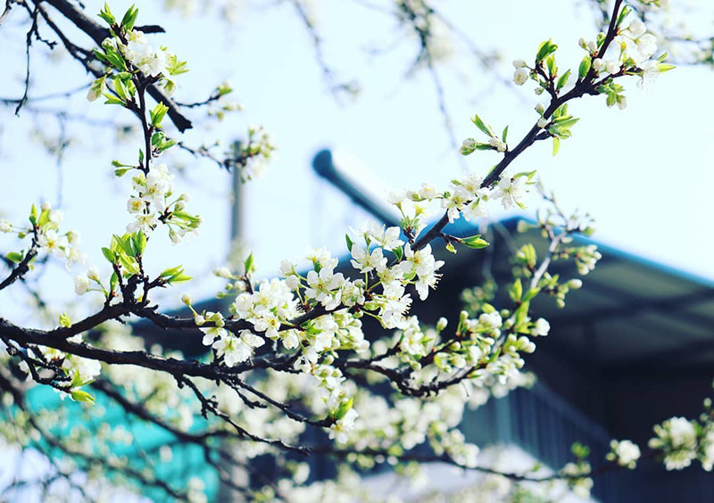 Cận cảnh những bông hoa mận nở bung, trắng xóa. (Ảnh: IG @yoon_hari27) Cận cảnh những bông hoa mận nở bung, trắng xóa. (Ảnh: IG @yoon_hari27)