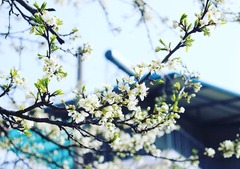 Cận cảnh những bông hoa mận nở bung, trắng xóa (Ảnh: IG @yoon_hari27)
