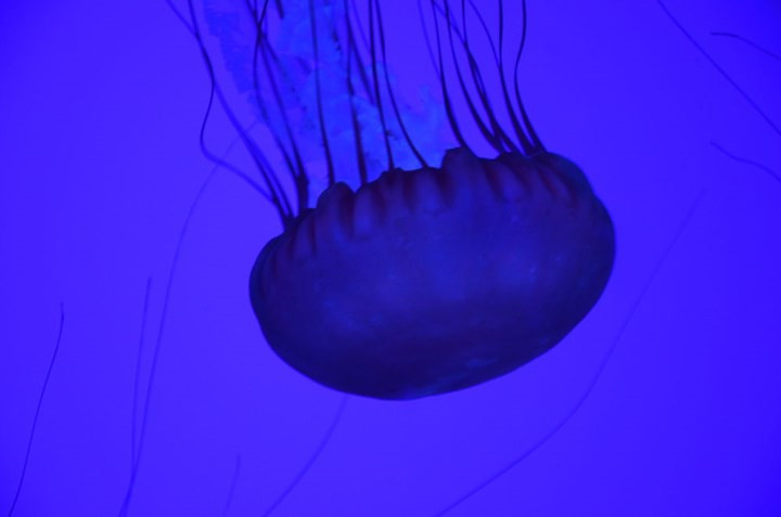 Hồ Sứa vàng trải qua một quá trình hình thành địa chất khá phức tạp từ hàng triệu năm trước.