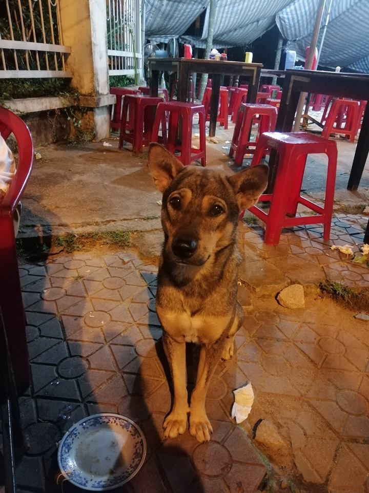 Chó của chủ quán đấy mà nhìn xin ăn với cái mặt đúng tội. (Ảnh: Nguyễn Hoàng Phương)