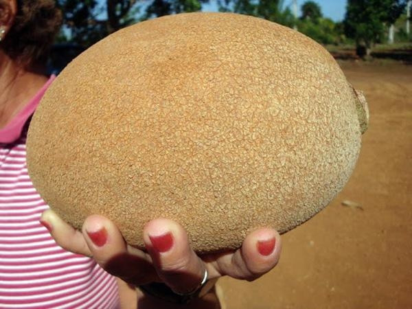 Mỗi quả có thể nặng tới 2kg