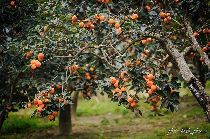 Vườn hồng lúc lỉu quả, bắt đầu chuyển mùa. (Ảnh: Hanh_phan)