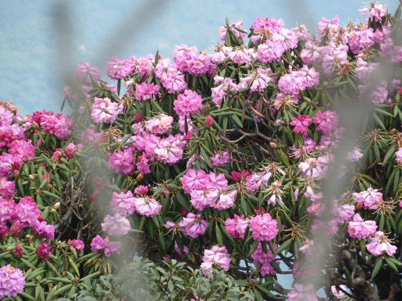 Màu tím của hoa nổi bật giữa núi non trập trùng.