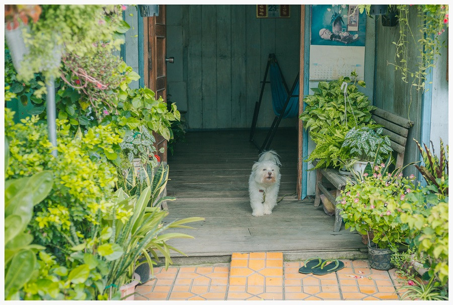 Trong nhà còn có sự hiện diện của một thành viên nhỏ đáng yêu nhưng theo Sơn nhận xét là rất... dữ!