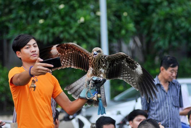 Thú nuôi chim săn mồi mê hoặc người chơi bởi sự dũng mãnh, uy quyền của những sát thủ bầu trời như chim ưng, đại bàng, chim cắt.