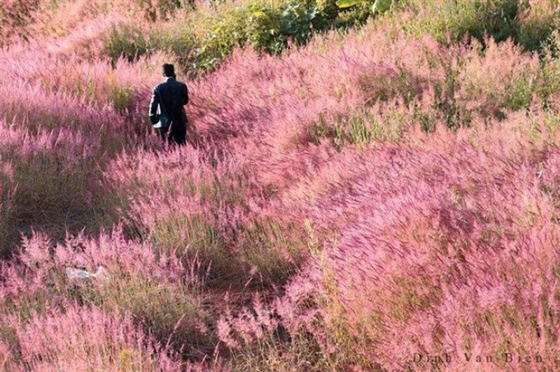 Cỏ lau hồng không phải cỏ hồng.