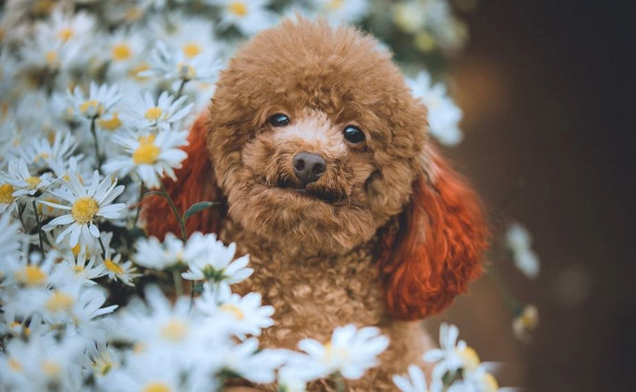 Em đáng yêu thứ hai không ai thứ nhất!