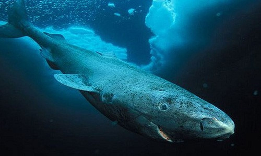 Đâu chỉ có rùa, còn vô số động vật vượt xa con người về khoản sống lâu ảnh 8