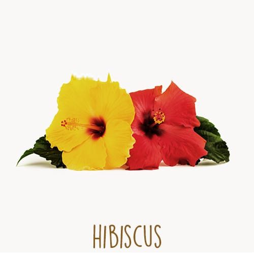 Loài hoa hộ mệnh nào sẽ đem lại may mắn cho 12 chòm sao? ảnh 10