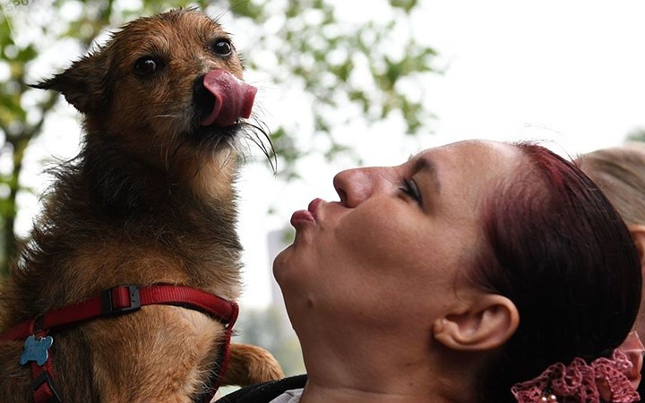 Nhiều người không có chó cưng vẫn tới theo dõi lễ hội này và họ được khuyến kích nhận nuôi các chú chó trong những trung tâm cứu hộ động vật./.