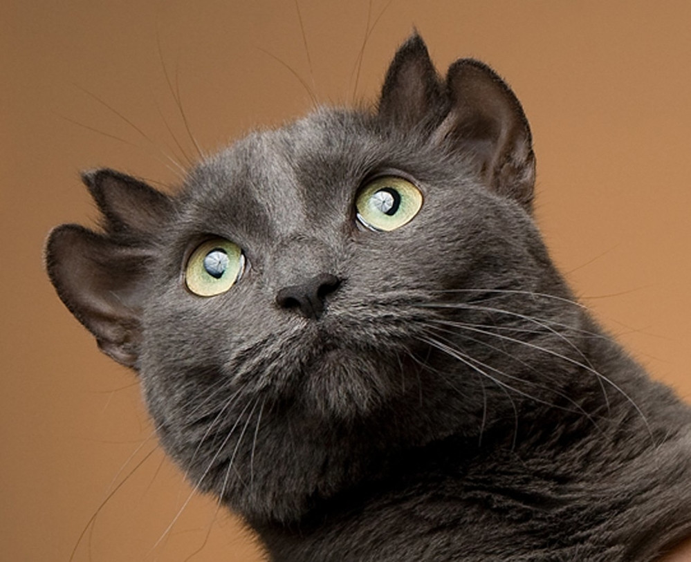 Tuổi thơ và ký ức của Yoda - chú mèo sở hữu 4 chiếc tai đột biến chỉ nhuộm màu xa lánh và cô đơn trong chiếc lồng sắt.