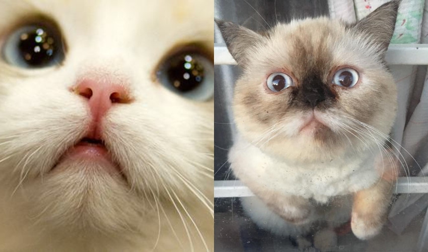 Chẳng lạ khi bị đặt biệt danh là 