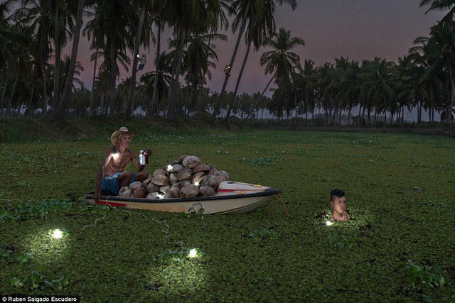 Hai ông cháu đi hái dừa ở Copala, Mexico.