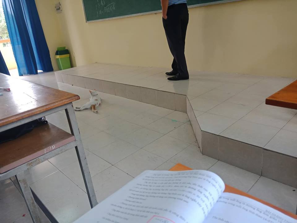 Chú mèo tinh nghịch gây sốt cộng đồng mạng khi xuất hiện trong lớp học.