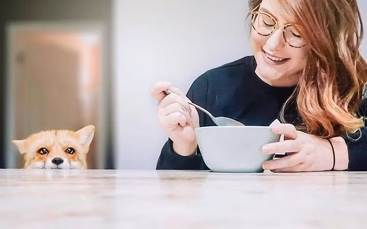 Chú cáo Juniper cùng cô chủ Jessika Coker.