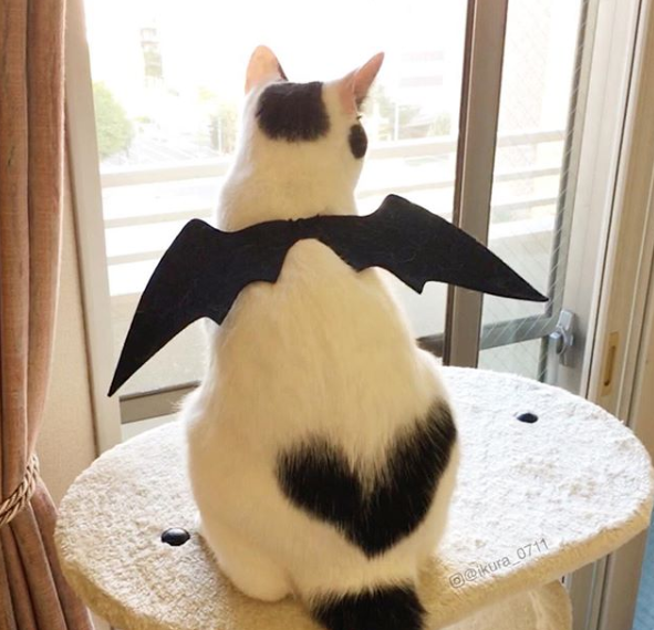 Ikura không kém gì người nổi tiếng trên Instagram khi mỗi bức ảnh của cô nàng đều thu hút hàng ngàn lượt yêu thích luôn đó!